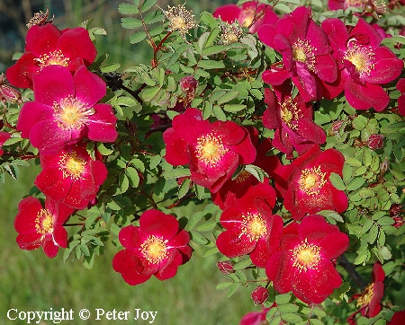 Rosa Spinosissima-Ryhm 'Tove Jansson'